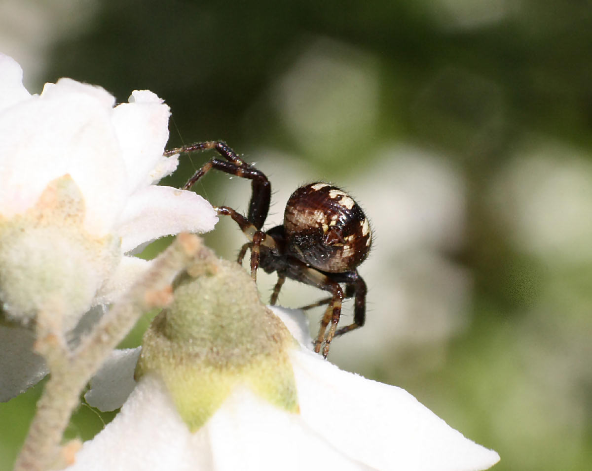 Synema globosum - Lesmo (MI)